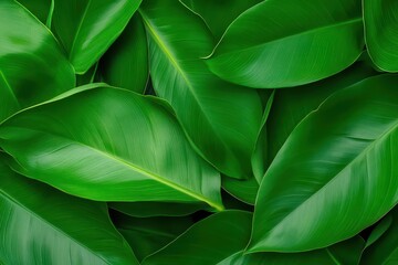 closeup tropical green leaves nature in the garden and dark tone background concept