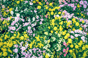 Vibrant flower garden in full bloom.