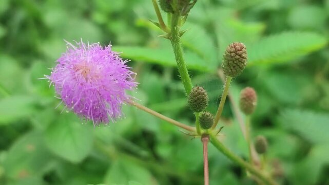 Ageratum houstonianum Bluemink with Delicate Purple Flowers Blooming in a Lush Green Garden.