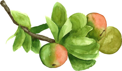 Apple tree branch with fruits clipart element watercolor PNG