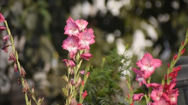 Gladiolus communis Common Gladiolus Blooming with Tall Flower Spikes in a Vibrant Garden.
