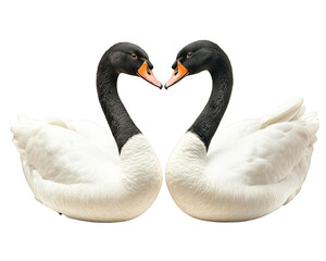 Obraz premium Elegant swans forming heart shape with their necks, showcasing beauty and grace. Their contrasting black and white feathers create stunning visual