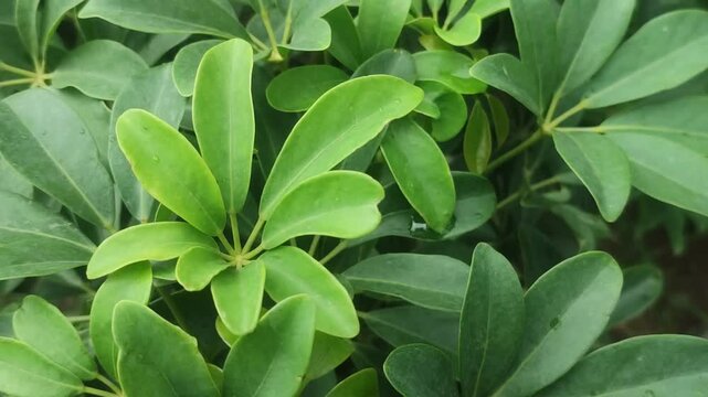 Heptapleurum arboricola Dwarf Umbrella Tree with Lush Green Leaves in a Tropical Garden.