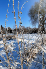 Stalks of grass covered in frost. Plants covered with frost in the forest on a sunny day.