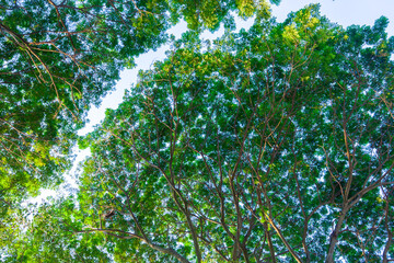 view of green leaves. Treetops seen from a low angle.
looking up of abundance tropical forest tree with green leaves.