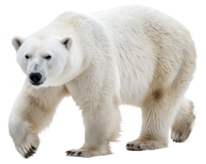 white polar bear isolated on white background, png
