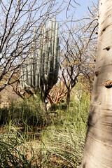 Fototapeta premium Oaxaca - Jardín Etnobotánico