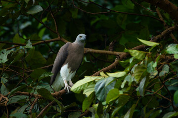 Grey-headed fish eagle (Icthyophaga ichthyaetus) perching on big tree branch at a lakeside  waiting for fish to eat. Found at Singapore Quarry