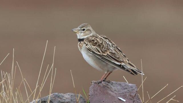 Calandra Lark, Melanocorypha calandra, singing bird
