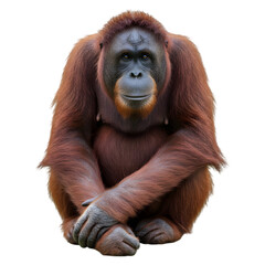 Fototapeta premium Portrait of a Thoughtful Orangutan - Png file, generative ai