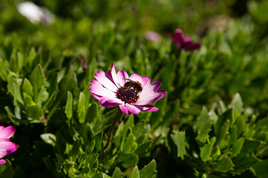 Fleur de marguerite dimorphotheca blanche violette en gros plan dans un massif vert avec une abeille qui butine