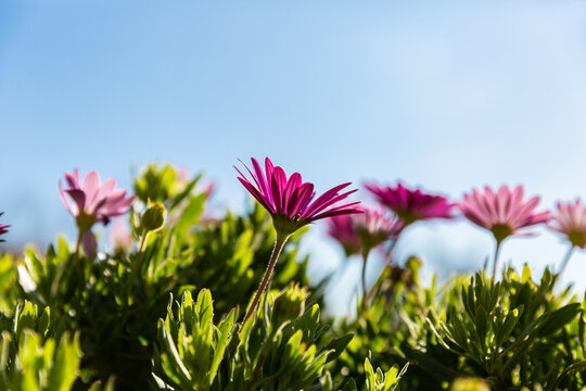 Fleurs de marguerites dimorphotheca violettes ensoleill&eacute;es en gros plan dans un massif avec ciel bleu