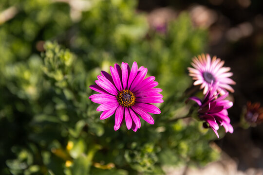 Fleur de marguerite dimorphotheca violette ensoleill&eacute;e en gros plan dans un massif