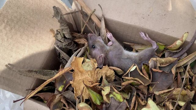 The dead of rat&rsquo;s body was found in a paper box full of dry leaves.