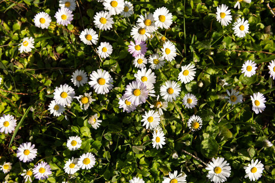 Parterre de fleurs de p&acirc;querettes dans un pr&eacute; ensoleill&eacute;