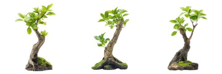 Set of Durantha repens aurea. Bonsai 15 years. Duranta or Geisha Girl. Indoor bonsai on transparent png background. Ai generated