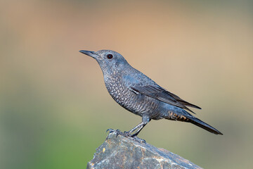 Blue Rock Thrush