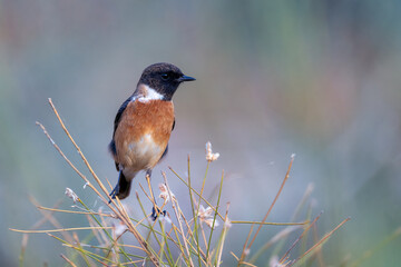 European Stonechat