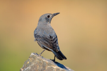 Blue Rock Thrush