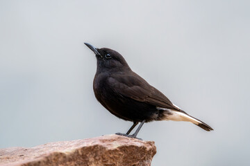 Black wheatears