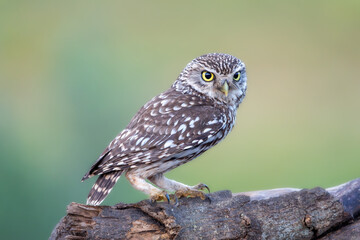 Little Owl