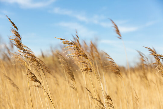 Champ de roseaux sauvages bruns dor&eacute;s en Camargue avec ciel bleu en arri&egrave;re plan