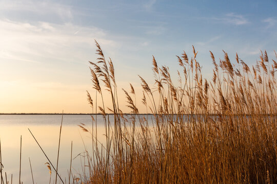 Champ de roseaux sauvages bruns dor&eacute;s en Camargue au coucher de soleil avec &eacute;tang en arri&egrave;re plan