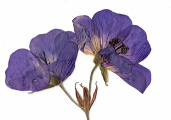 Pressed summer flowers on a white background.
