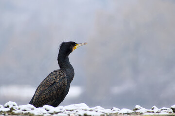 great cormorant on a snowy winter day close-up