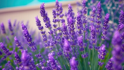 Naklejka premium Lavender Blooms In Close-Up With Blurred Background Highlights Perfume Ingredient Aromatherapy Relaxation Natural Beauty And Serenity