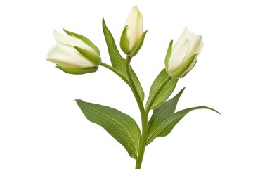 Obraz premium Professional stock photo of gentian flower with buds and leaves isolated on white background