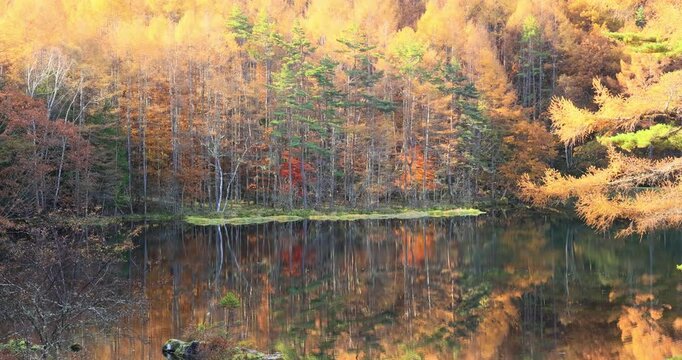 蓼科の御射鹿池と紅葉　長野県