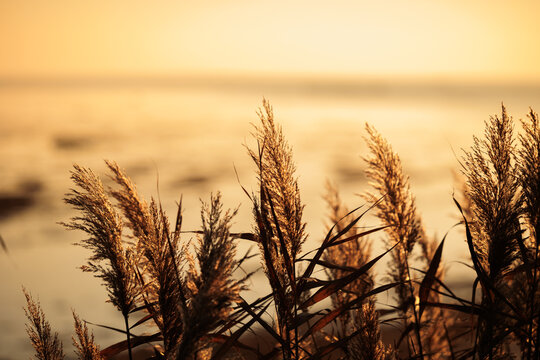 dettaglio di sagome dorate di canneti di palude naturali vicino alla costa sul mare Adriatico, col sole che tramonta all'orizzonte sullo sfondo, colorando l'ambiente di sfumature di giallo ed arancion
