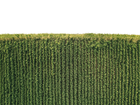 Isolated Dense Green Cornfield