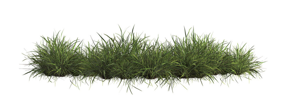 3d render of Chinese Lilyturf, bush,isolated over transparent background, PNG cut-out