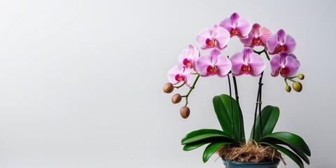 Elegant pink orchids in a pot on a white background with ample empty space for text or branding use. Ideal for floral and nature themes.
