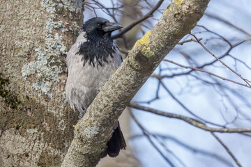 Hooded Crow Perched on a Tree in Winter, Latvia