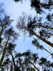 clear sky in pine forest