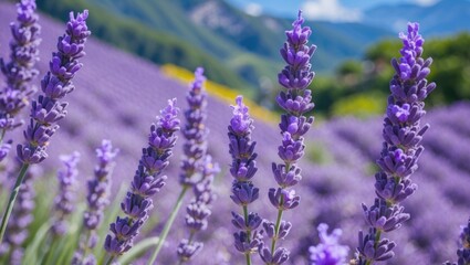 Obraz premium Lavender Fields in Furano with Scenic Mountain Background Under Clear Blue Sky