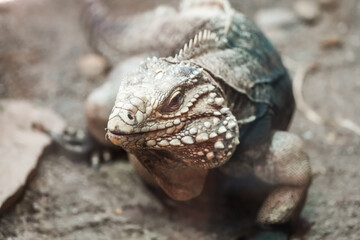 Portrait of an iguana. Animal in close-up.
