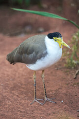 Portrait of a masked lapwing. Bird in close-up. Vanellus miles.
