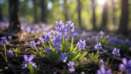 Obraz premium Vibrant Purple Wildflowers Illuminated by Gentle Sunlight in a Serene Forest Setting