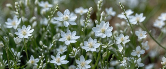 Delicate small white wildflowers blooming in a lush green natural environment showcasing nature's beauty and tranquility.