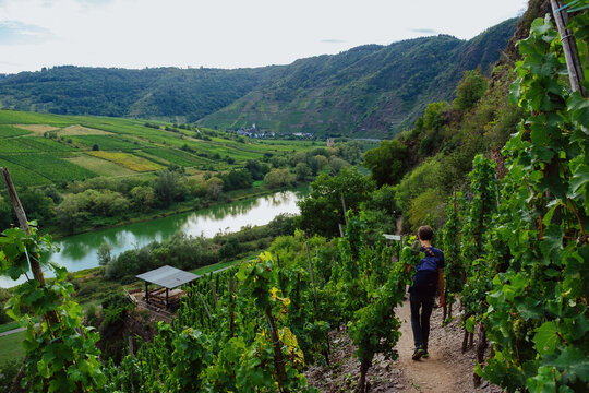 Hiking Through the Vineyards of the Moselle Valley, Germany