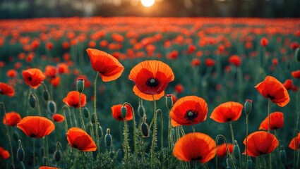 Obraz premium Vibrant Sunset Over a Field of Red Poppies in the Countryside Capturing Nature's Beauty and Tranquility in Evening Light