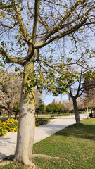 A tropical cotton silk tree in an urban park in winter
