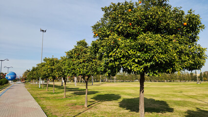 Bitter orange trees in the central city park of Adana in February
