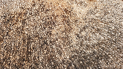 Aesthetic pattern of dots on the stump of a cut date palm tree