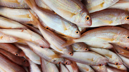 Nemipterus randalli, or Randall's threadfin bream, is a species of ray-finned fish from the family...