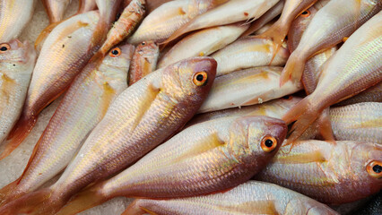 Nemipterus randalli, or Randall's threadfin bream, is a species of ray-finned fish from the family Nemipteridae, the threadfin breams, which is native to the western Indian Ocean and the Red Sea